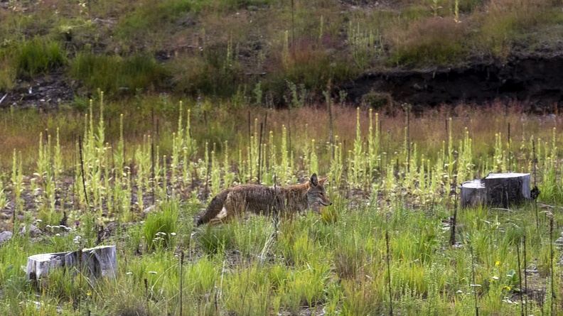 Coyote, Santa Clara Canyon, New Mexico, USA